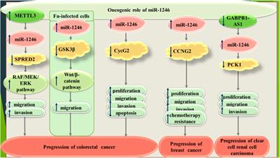 A Review on the Role of miR-1246 in the Pathoetiology of Different Cancers